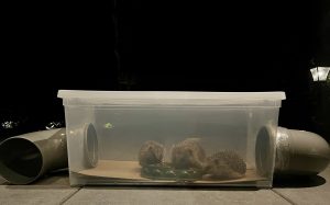 credit to Egelliefhebbers group