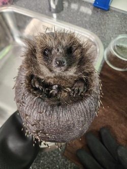 skin fungus almost healed