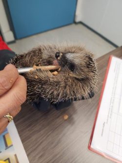hand feeding a hegdehog