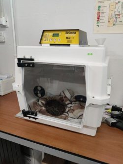 poorly hedgehog in the incubator